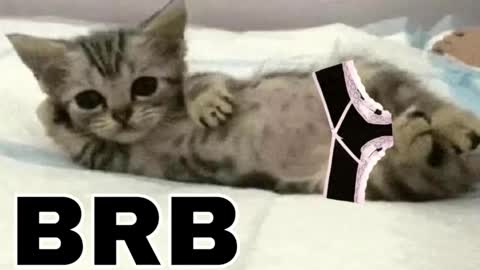 Snapshot of _meowmiko__ chatting on 12-03-25, 11:25 miko3 online show from 12-03-25, 11:25