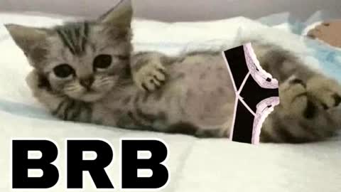 Snapshot of _meowmiko__ chatting on 12-14-25, 08:46 miko3 online show from 12-14-25, 08:46