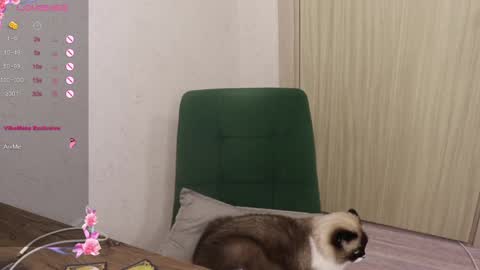 Snapshot of _viv1an_ chatting on 03-06-25, 05:54 Alis online show from 03-06-25, 05:54