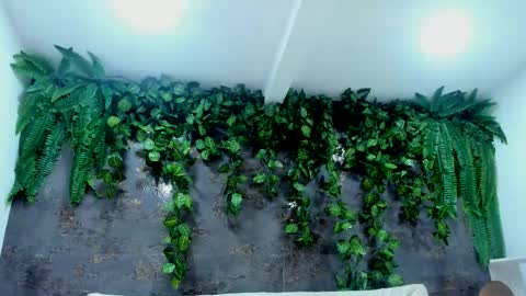 Alice online show from 11-24-25, 05:01