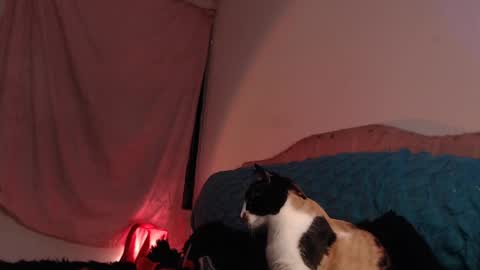 Snapshot of ally_donfort chatting on 02-28-25, 03:04 Ally online show from 02-28-25, 03:04