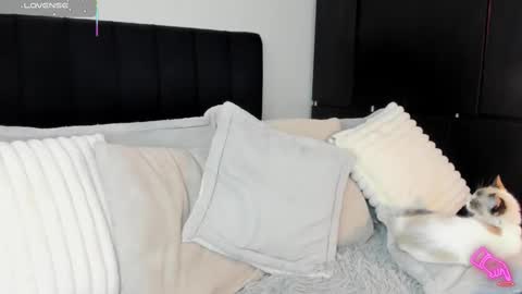 -  A M A R A - online show from 02-13-25, 08:55