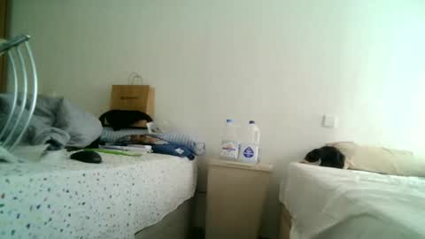Snapshot of apixaba chatting on 03-11-25, 12:50 furry bear online show from 03-11-25, 12:50