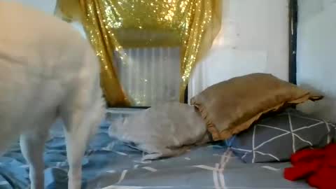 asianladyboy888 online show from 12-04-24, 07:06