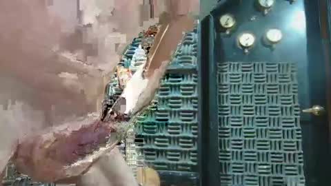 Snapshot of aussieraz chatting on 12-16-24, 07:00 aussieraz online show from 12-16-24, 07:00