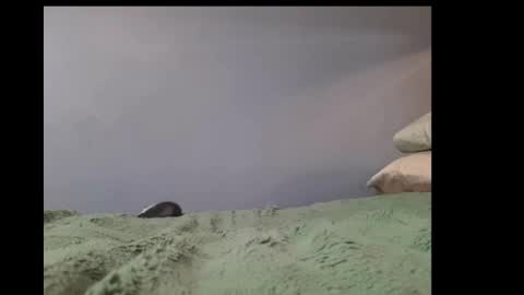 beobenshauna online show from 02-21-25, 03:54