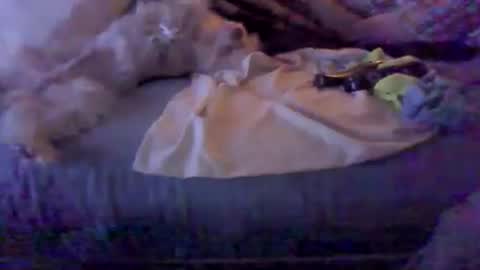 BB online show from 02-08-26, 03:10