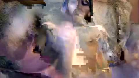 Snapshot of bigwytecock1979 chatting on 12-05-24, 07:16 bigwytecock1979 online show from 12-05-24, 07:16