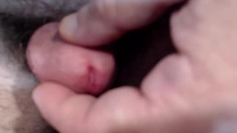 bobswan online show from 01-29-25, 03:04