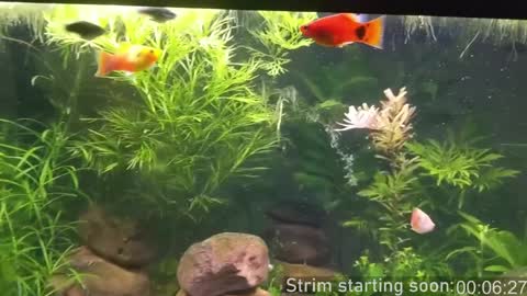 Booker Baxton online show from 12-10-24, 04:02