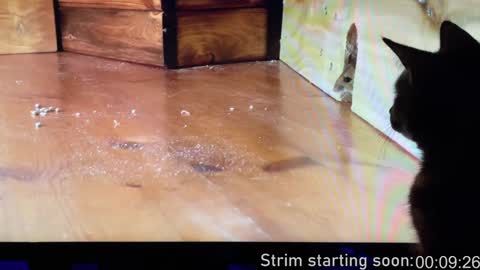 Booker Baxton online show from 12-14-24, 04:01