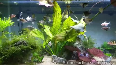 Booker Baxton online show from 12-20-24, 04:09