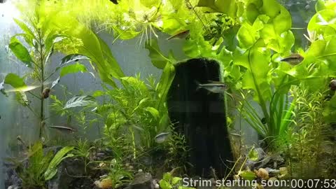 Booker Baxton online show from 01-08-25, 04:02