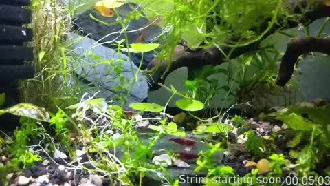 Booker Baxton online show from 01-17-25, 04:06