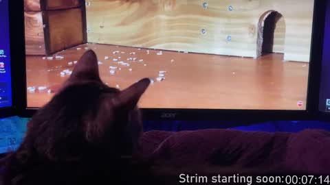 Booker Baxton online show from 02-13-25, 04:00