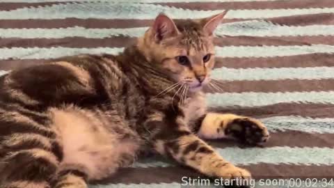 Booker Baxton online show from 02-22-25, 04:07