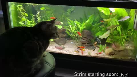 Booker Baxton online show from 02-27-25, 04:09