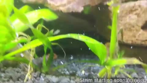 Booker Baxton online show from 03-01-25, 04:04