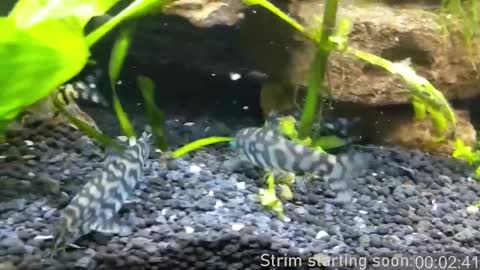 Booker Baxton online show from 03-06-25, 04:08