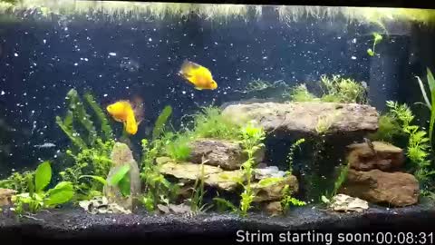 Booker Baxton online show from 10-01-25, 03:01