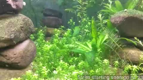 Booker Baxton online show from 10-19-25, 03:07