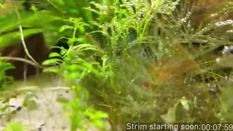 Booker Baxton online show from 11-14-25, 04:00