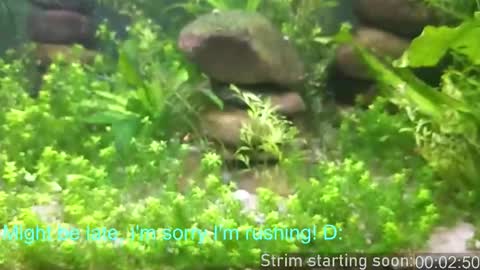 Booker Baxton online show from 02-19-26, 04:08