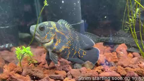 Booker Baxton online show from 03-22-26, 02:59