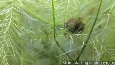 Booker Baxton online show from 04-17-26, 02:58