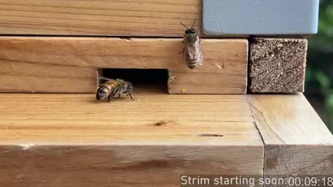 Booker Baxton online show from 04-23-26, 02:57