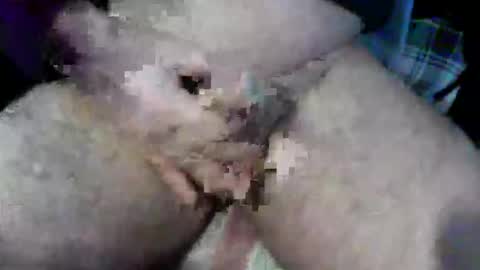 Snapshot of bossram160 chatting on 10-09-25, 09:18 bossram160 online show from 10-09-25, 09:18