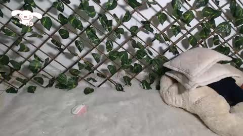 Snapshot of charly_evans60 chatting on 02-21-25, 12:27 charly_evans60 online show from 02-21-25, 12:27