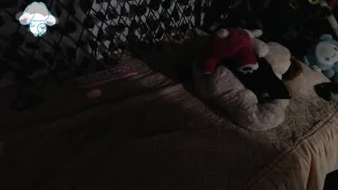 Snapshot of charly_evans60 chatting on 03-12-25, 02:41 charly_evans60 online show from 03-12-25, 02:41