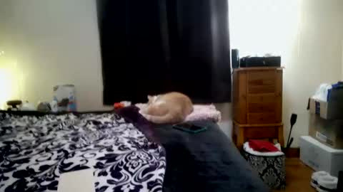 Snapshot of chinacove chatting on 01-31-26, 07:23 ChinaCove online show from 01-31-26, 07:23