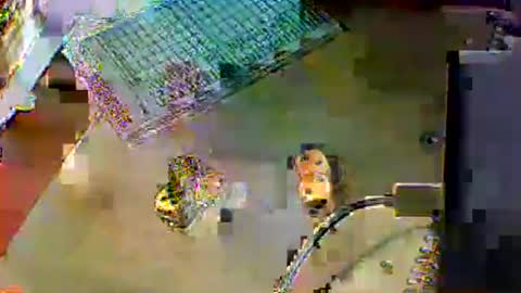 Snapshot of chubbyboy1986 chatting on 10-17-25, 10:01 chubbyboy1986 online show from 10-17-25, 10:01