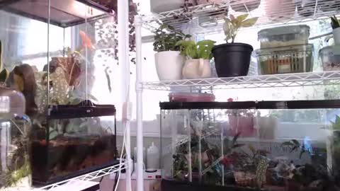 ANR Mommy online show from 10-06-25, 04:37