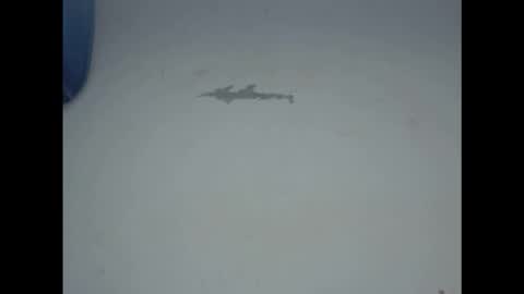 cornxcunt online show from 02-17-26, 11:29