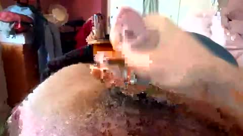 currocll online show from 10-06-25, 08:01