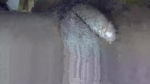 Snapshot of dadyschlong chatting on 06-03-26, 03:17 GIANT Lamar 72 ft tall with a 10 inches BBC hard quick cumshot in private show lets go online show from 06-03-26, 03:17