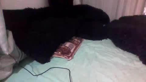 dani9821569006 online show from 09-14-25, 03:00