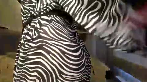 Snapshot of dom_mummy chatting on 03-09-25, 06:50 DOM MUMMY online show from 03-09-25, 06:50