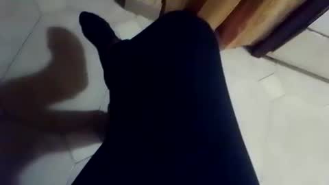 dthedog12 online show from 03-02-26, 02:35