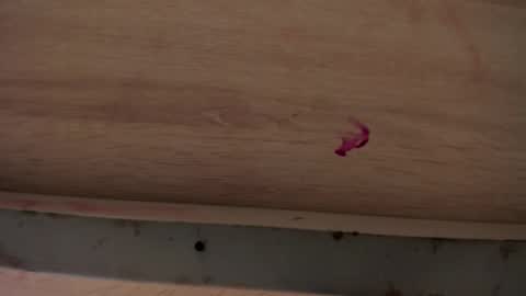 dylanroyce_ online show from 04-01-26, 01:41