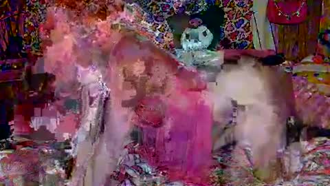 Snapshot of egirlhaile chatting on 02-18-25, 03:42 Sparkly Haile online show from 02-18-25, 03:42