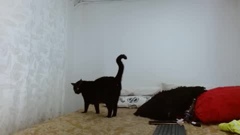 elektra online show from 09-20-25, 04:13