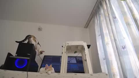 Eolicasextwo online show from 03-10-25, 03:20