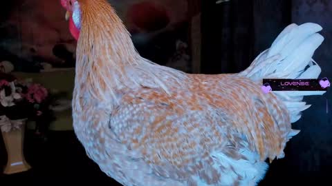 Eve online show from 01-30-25, 11:34