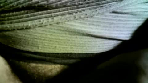 Snapshot of felicaste chatting on 02-14-25, 09:24 felicaste online show from 02-14-25, 09:24