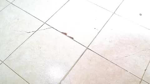 flyckers online show from 10-06-25, 08:06