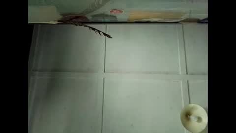 Warwick online show from 10-04-25, 12:41